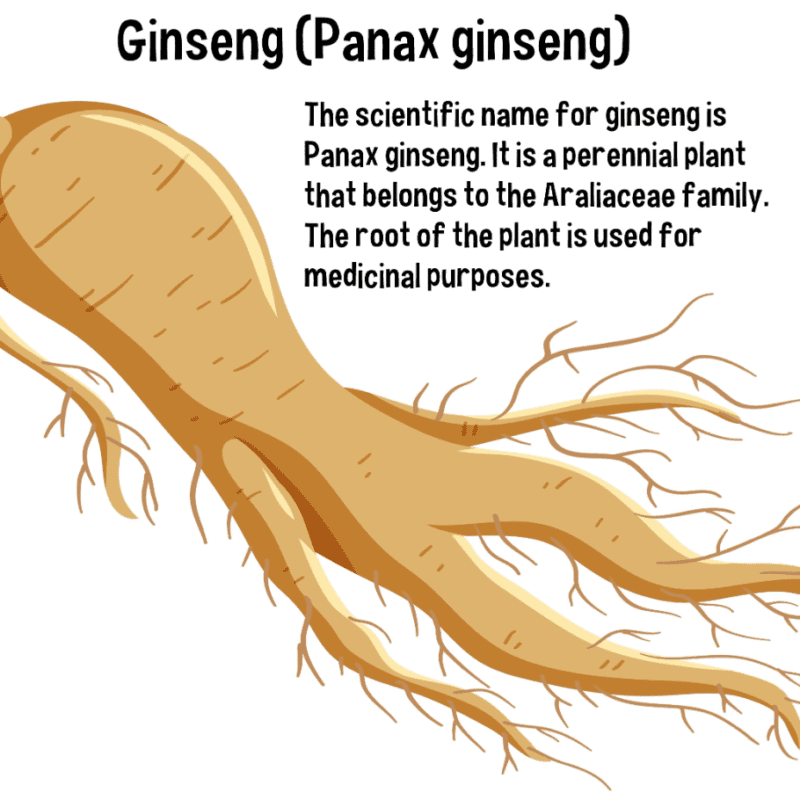 ginseng