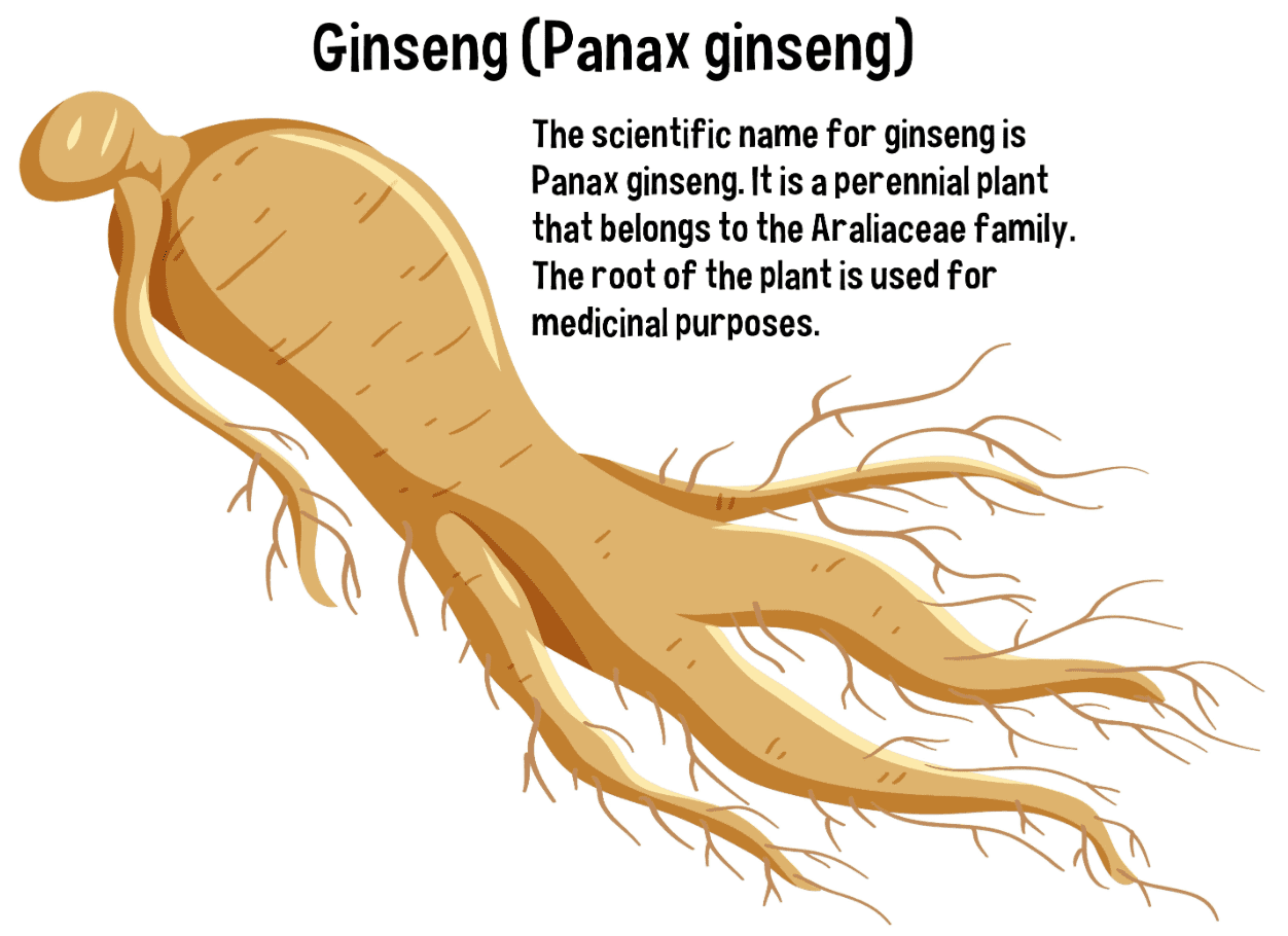 ginseng